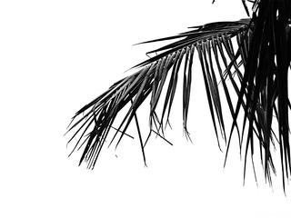 Palm