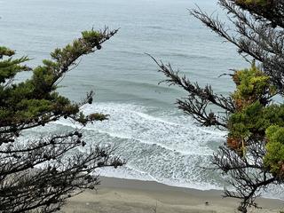 Beach Trees